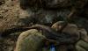 map-bug.png